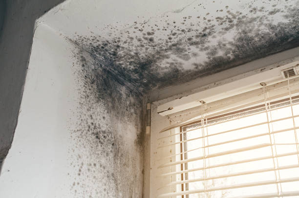 Affordable Attic Mold Remediation solutions in Barco, NC